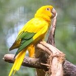 金黄锥尾鹦鹉-缩略图-13