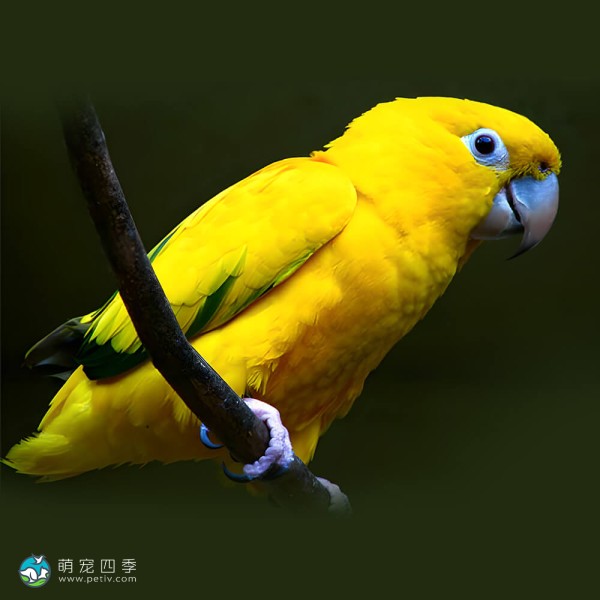 金黄锥尾鹦鹉-14