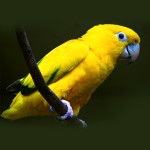 金黄锥尾鹦鹉-缩略图-14