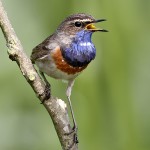 蓝点颏-缩略图-2