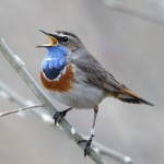 蓝点颏-缩略图-3