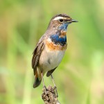 蓝点颏-缩略图-5