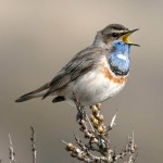 蓝点颏-缩略图-6