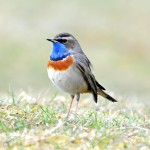 蓝点颏-缩略图-7