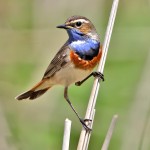 蓝点颏-缩略图-8