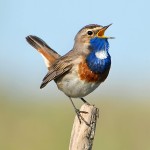 蓝点颏-缩略图-9