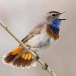 蓝点颏-缩略图-10