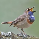 蓝点颏-缩略图-11