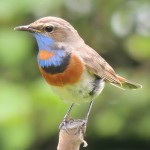 蓝点颏-缩略图-12