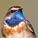 蓝点颏-缩略图-13