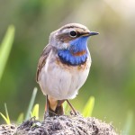 蓝点颏-缩略图-14