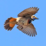 蓝点颏-缩略图-15