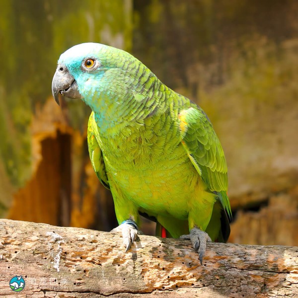 青绿顶亚马逊鹦鹉-1