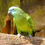 青绿顶亚马逊鹦鹉-缩略图-1