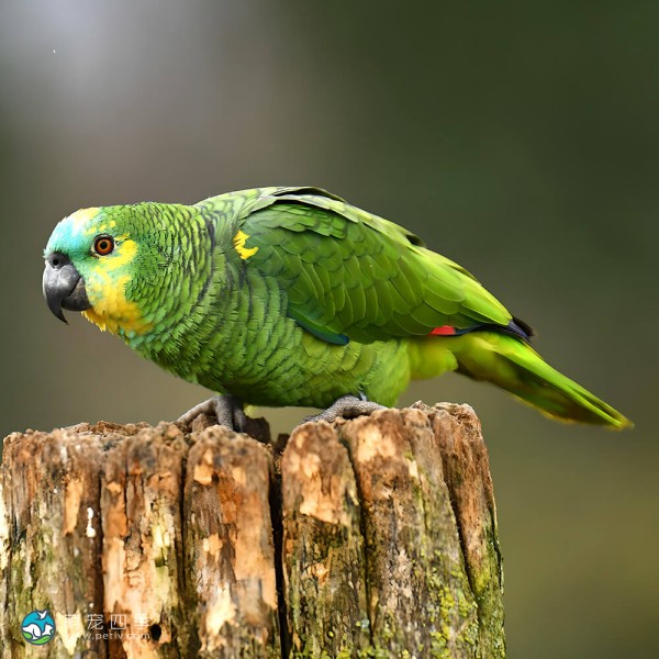青绿顶亚马逊鹦鹉-2