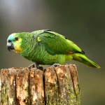 青绿顶亚马逊鹦鹉-缩略图-2