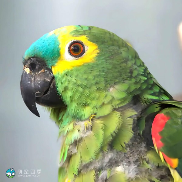 青绿顶亚马逊鹦鹉-3