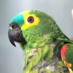 青绿顶亚马逊鹦鹉-缩略图-3