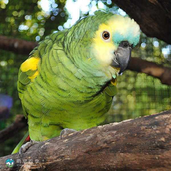 青绿顶亚马逊鹦鹉-5