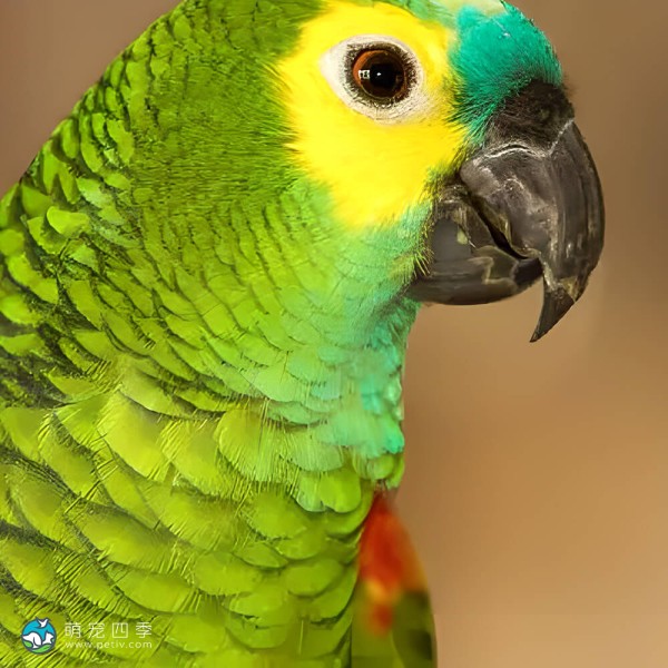 青绿顶亚马逊鹦鹉-6