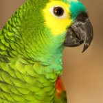 青绿顶亚马逊鹦鹉-缩略图-6