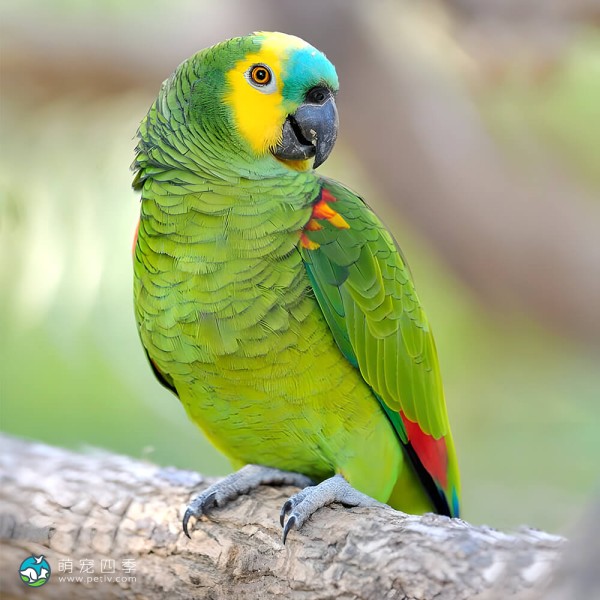 青绿顶亚马逊鹦鹉-7