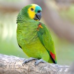 青绿顶亚马逊鹦鹉-缩略图-7