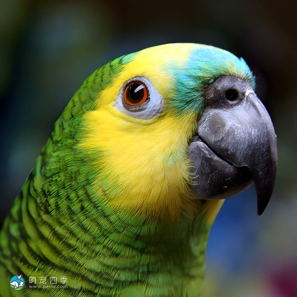 青绿顶亚马逊鹦鹉-8