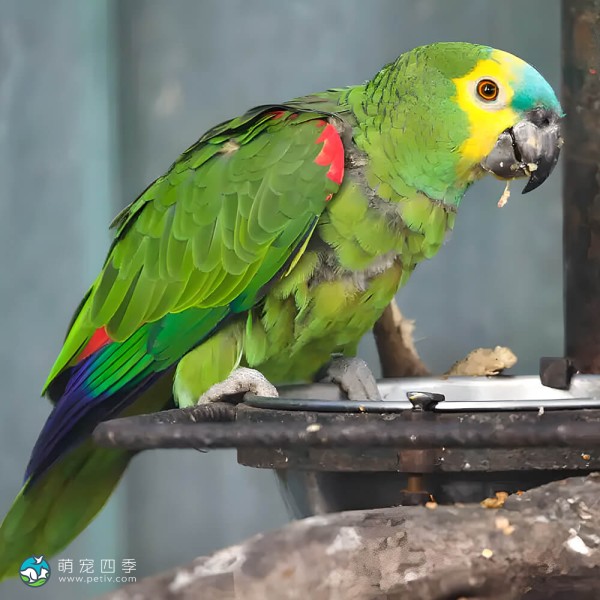 青绿顶亚马逊鹦鹉-9