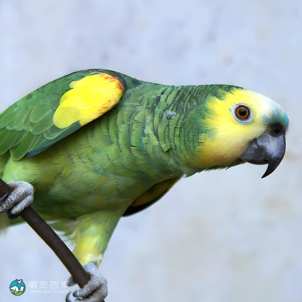 青绿顶亚马逊鹦鹉-10