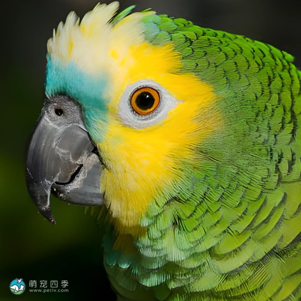 青绿顶亚马逊鹦鹉-11