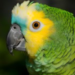 青绿顶亚马逊鹦鹉-缩略图-11