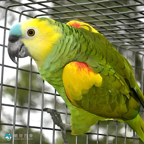 青绿顶亚马逊鹦鹉-12