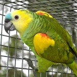 青绿顶亚马逊鹦鹉-缩略图-12