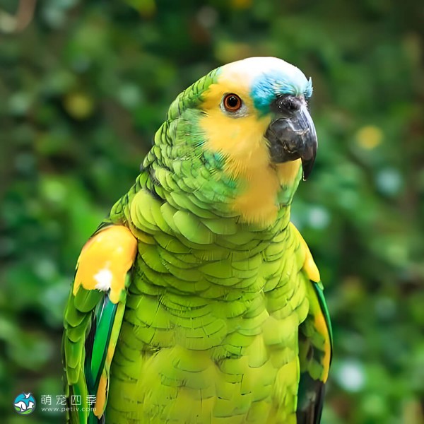 青绿顶亚马逊鹦鹉-13