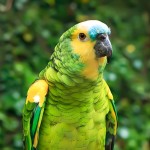 青绿顶亚马逊鹦鹉-缩略图-13