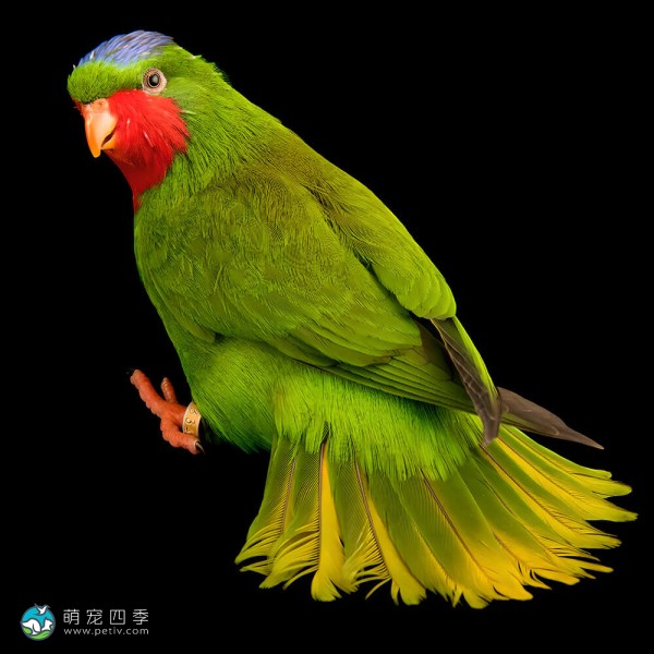 蓝冠吸蜜鹦鹉-1