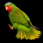 蓝冠吸蜜鹦鹉-缩略图-1