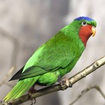 蓝冠吸蜜鹦鹉-缩略图-2