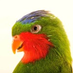 蓝冠吸蜜鹦鹉-缩略图-3