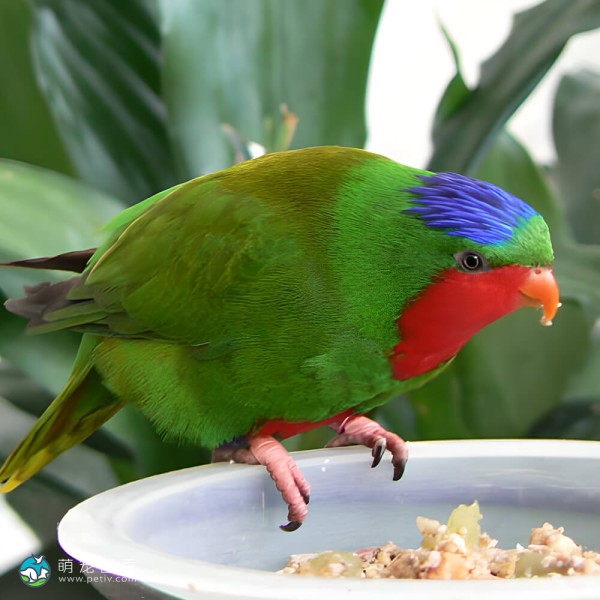 蓝冠吸蜜鹦鹉-5
