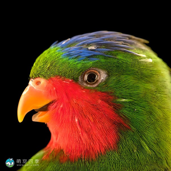 蓝冠吸蜜鹦鹉-6