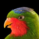 蓝冠吸蜜鹦鹉-缩略图-6