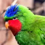 蓝冠吸蜜鹦鹉-缩略图-7