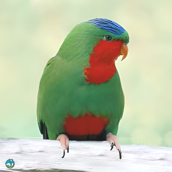 蓝冠吸蜜鹦鹉-8