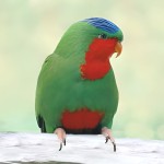 蓝冠吸蜜鹦鹉-缩略图-8