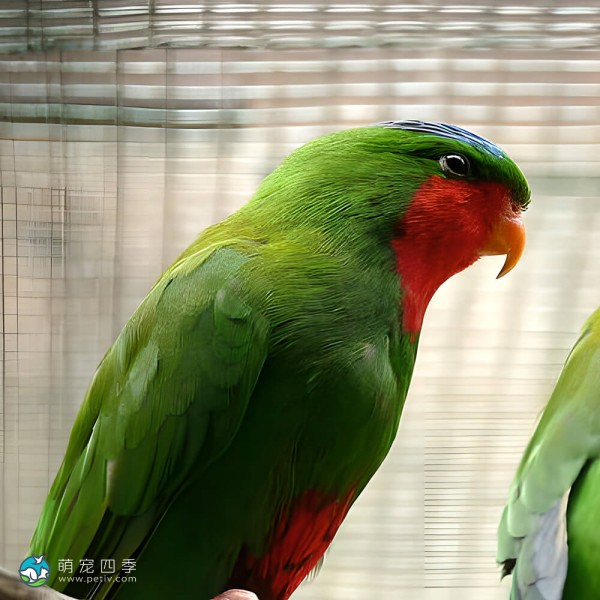 蓝冠吸蜜鹦鹉-9