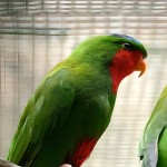 蓝冠吸蜜鹦鹉-缩略图-9