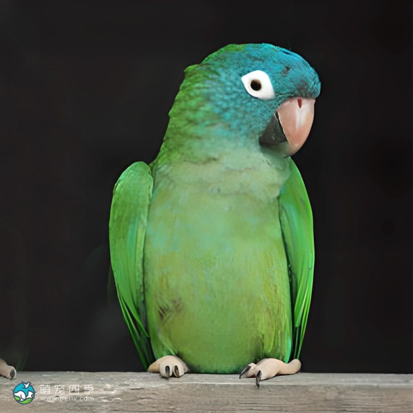 蓝冠锥尾鹦鹉-1