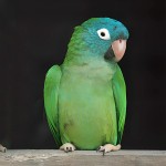 蓝冠锥尾鹦鹉-缩略图-1